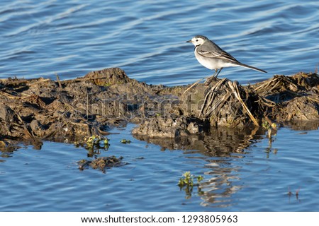 white wagtail (Motacilla alba) at sunset in a flooded rice field in the natural park of Albufera, Valencia, Spain. perfect nature background and water reflection