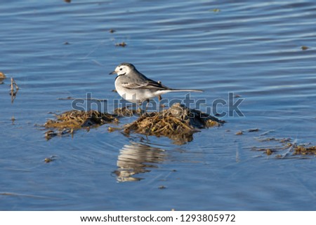 white wagtail (Motacilla alba) at sunset in a flooded rice field in the natural park of Albufera, Valencia, Spain. natural background and perfect water reflection