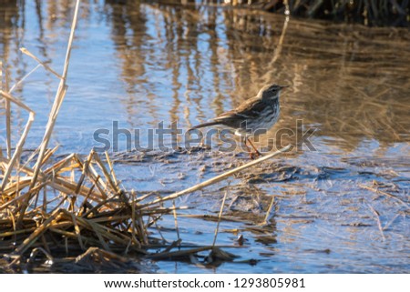 Bird at sunrise in a flooded rice field in the natural park of Albufera, Valencia, Spain. nature background and perfect water reflection