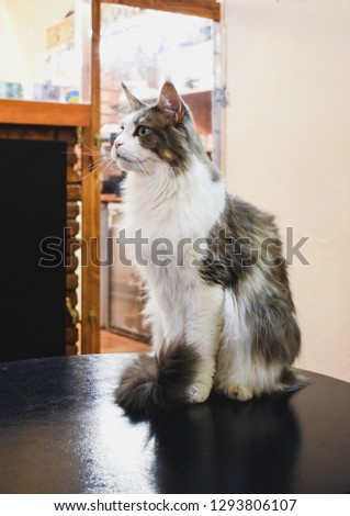 Maine coon cat sitting in cat cafe 