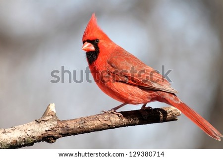A male Cardinal posing for my after landing on a tree branch near my feeder.