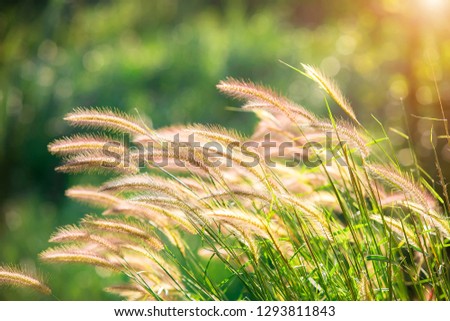 Feather Pennisetum or Mission Grass close up mode with backlight of sunrise in the morning  ,abstract background concept