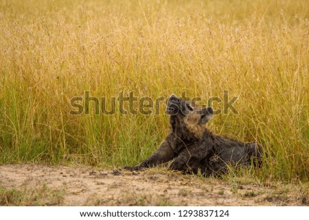 Spotted hyena stretching in the wild