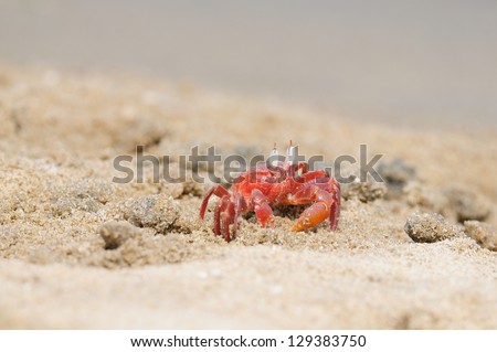  A lonely Fiddler crab defending its terittory