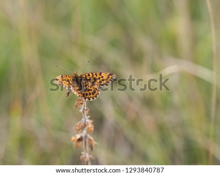 Weaver's fritillary butterfly ( Boloria dia, Violet fritillary ) sitting on a plant in a summer sunlight