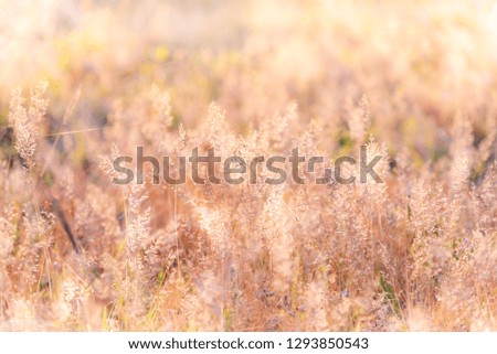 Blurred soft image vivid fresh bright sweet colorful of Grass flower in the morning sunshine, to nature background concept.