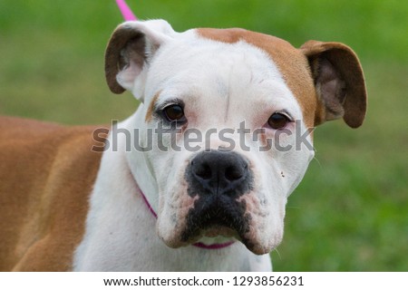 White and Brown Dog
