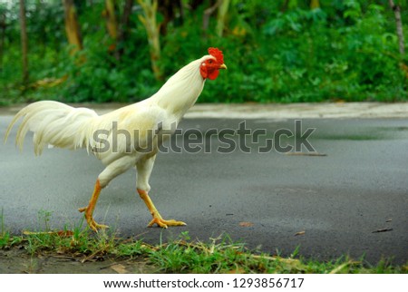 one white rooster