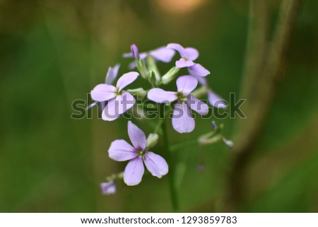 Stock Purple Flower