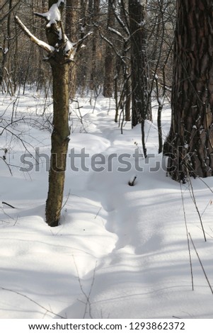 Winter background of snowcovered forest