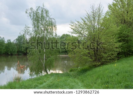 Birch by the pond. East Moravia. Czechia. Europe.