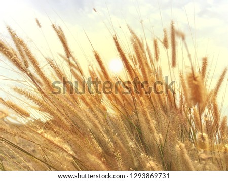 Poaceae grass flower in field.soft focus