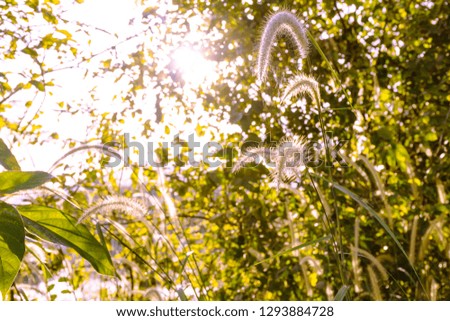 Beautiful sunrise among the tree in the morning, Yellow flare light of sun shine through the flower grass for background, Landscape nature, morning sun light scene with green leaves background