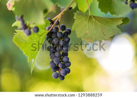 Close-up picture of vine branch with green leaves and isolated dark blue ripe grape cluster lit by bright sun on blurred colorful bokeh copy space background. Agriculture, gardening and wine making.