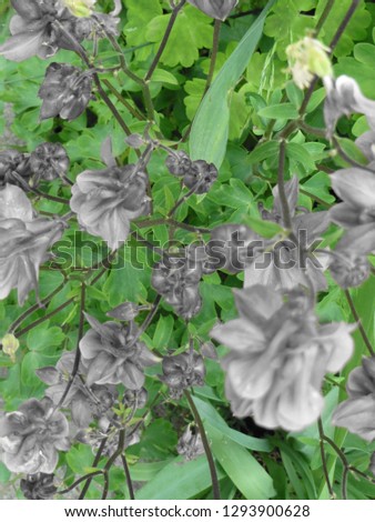 Garden flower dyed in black and white 
