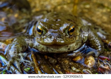 common toad, Bufo bufo