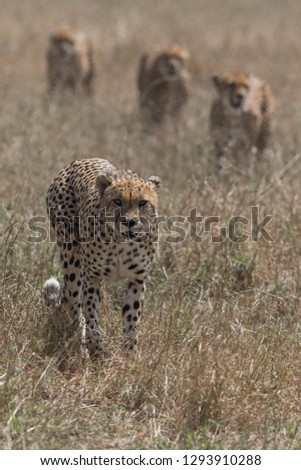 four male cheetah at Masai Mara 