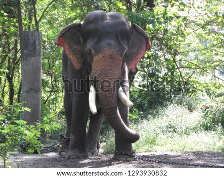 Elephant Camp or sanctuary, Guruvayur, Kerala