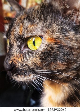 Wild Yellow Eye Cat
