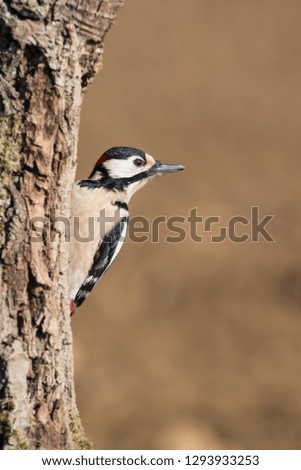 Great spotted woodpecker holding on tree (Dendrocopos major)