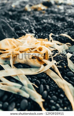 Yellow seaweed on black beach sand