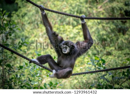 Picture of a monkey in an animal park or zoo