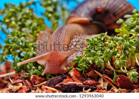 Giant African Land Snail on the green grass. Macro humor photo