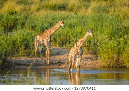 Portrait of a cute Giraffe while on a safari in a game reserve