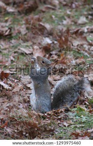 Thankful squirrel eating a nut Central Park NYC