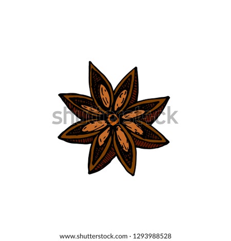 Star Anise Vector drawing. Hand drawn sketch. Seasonal food illustration isolated on white. Engraved style spice and flavor object. Cooking and aromatherapy ingredient.