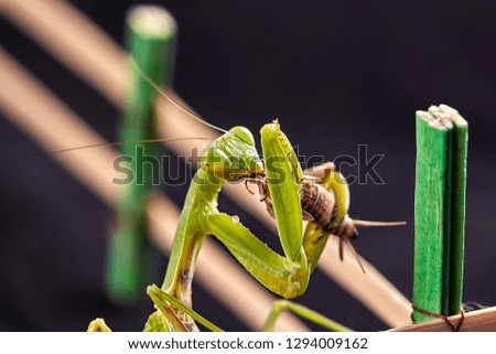 Close-up of a aeting cricket European praying Mantis (Mantis religiosa). Macro photo