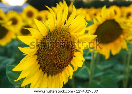 sunflower on the field of sunflowers