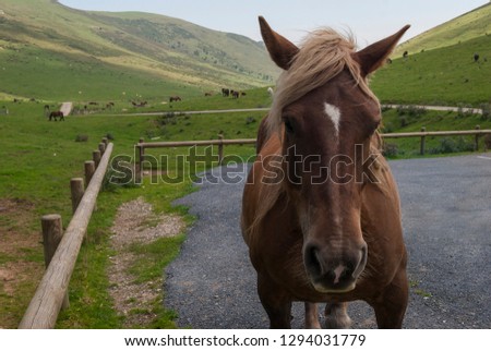 Horse portrait in Andorra.