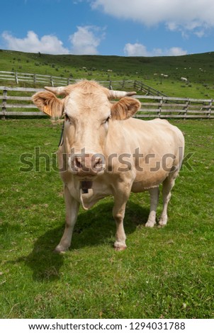 Cow in field of Andorra.