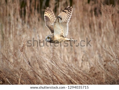 Short Eared Owl Wild bird