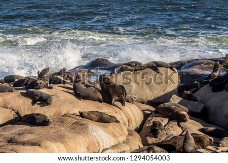 Sea lions on the rocks in South America
