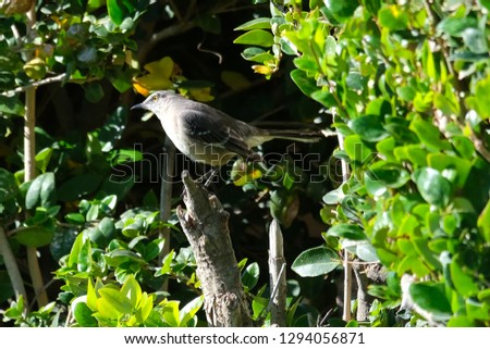 California mockingbird on branch