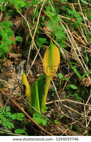 a picture of an exterior Pacific Northwest forest with Skunk cabbage plants