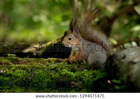 cute squirrel in a green forest