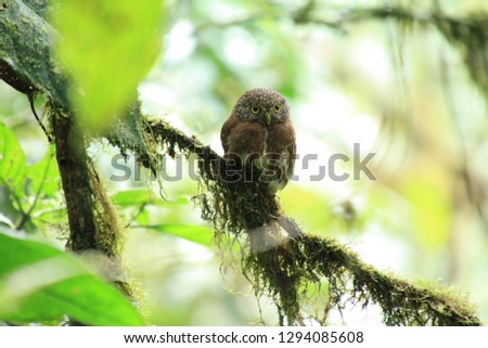 A beautiful Pigmy Owl seen perched on a branch in the Mashpi Cloudforest, Ecuador. 