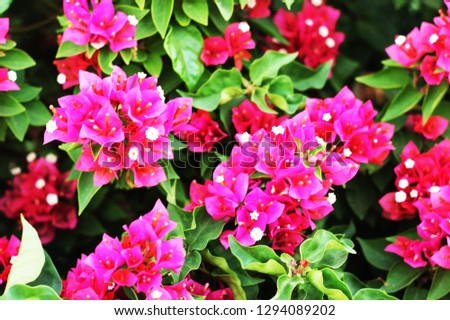 a bougainvillea flowers