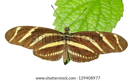 Zebra Longwing butterfly (Heliconius charithonia) on a green leaf, isolated on white