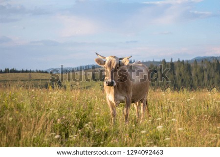 Cow closeup graze on a summer grass meadow