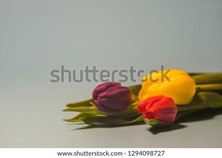 Bunch of spring flowers tulips with pastel background studio photos with vivid colours