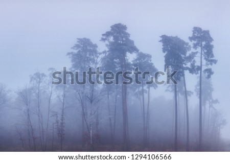 Mystical foggy forest in Germany. Misty landscape.