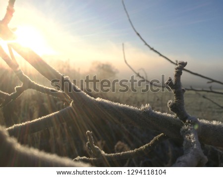 Rays of sunshine on a frosty day