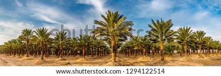 Panoramic image with plantation of date palms, image depicts an advanced desert agriculture in the Middle East Royalty-Free Stock Photo #1294122514
