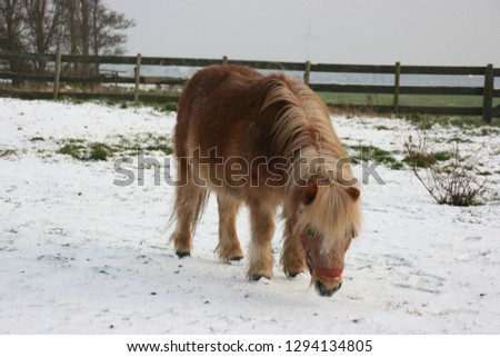 A super cute shetlander in a snowy meadow