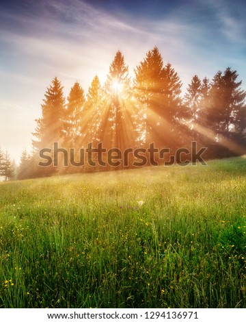 Fantastic day with blooming hills in warm sunlight at twilight. Dramatic and picturesque morning scene. Location place: Carpathian, Ukraine, Europe. Artistic picture. Beauty world. Soft filter effect.