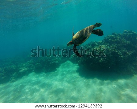 Underwater picture of swimming turtle, Hawaii